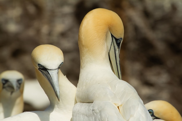 Free photo beautiful northern gannets resting by the rocks