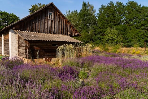 아름다운 오래된 집과 라벤더 밭