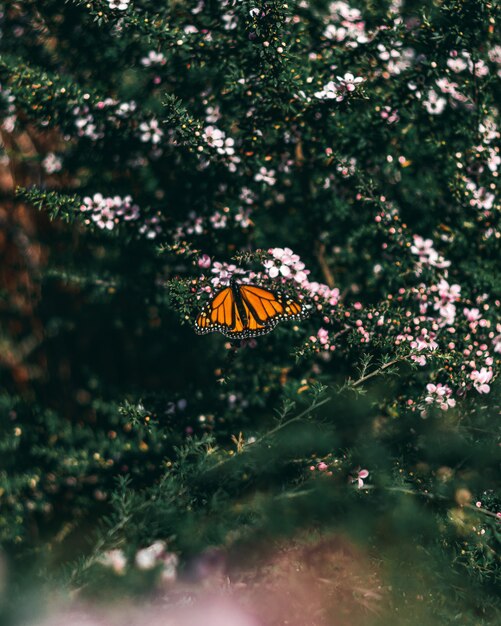 Free Photo beautiful orange butterfly sitting on daphnes growing in the middle of a forest