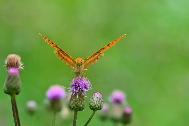 Beautiful orange butterfly on thistle Natural colorful background Argynnis paphia Argynnis paphia
