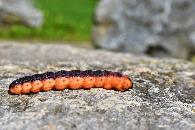 Beautiful orange caterpillar on stone. Nice blurred natural colorful background.