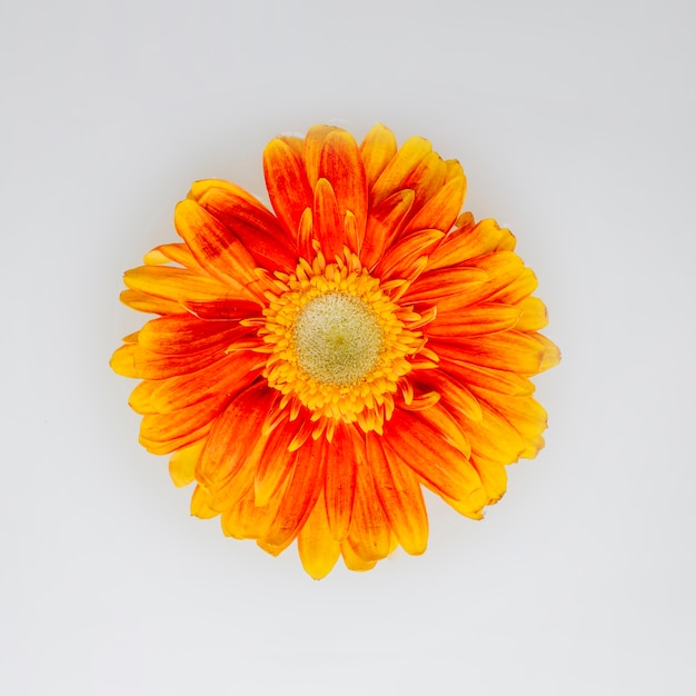Красивый оранжевый цветок