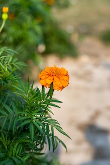 정원에 꽃이 만발한 아름다운 오렌지 메리골드 꽃