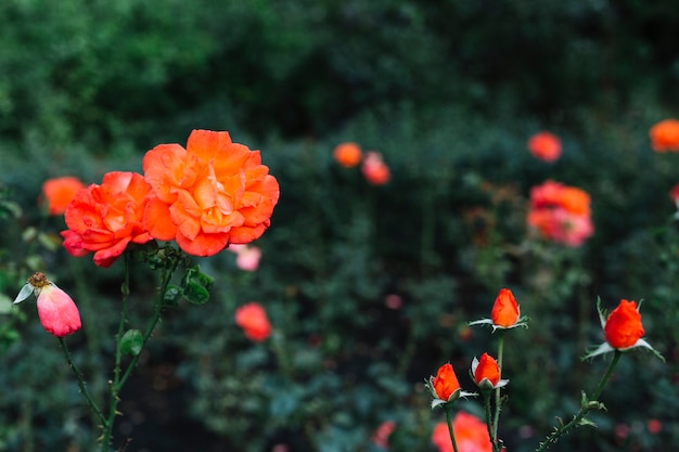 Foto gratuita belle rose arancio in giardino