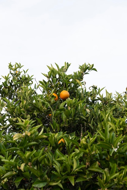 잘 익은 과일과 함께 아름 다운 오렌지 나무