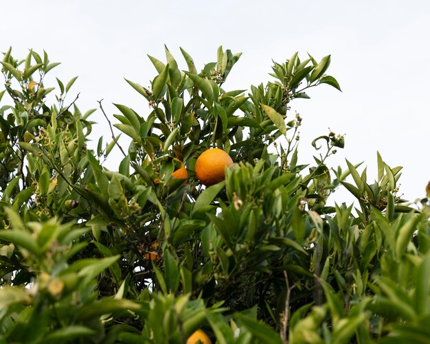 잘 익은 과일과 함께 아름 다운 오렌지 나무