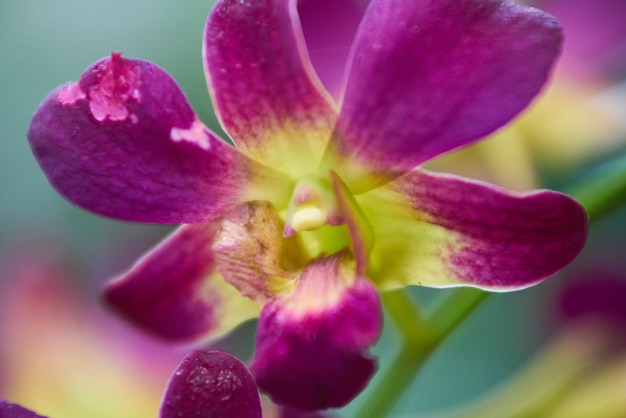 Foto gratuita bellissima orchidea macro primavera bellezza