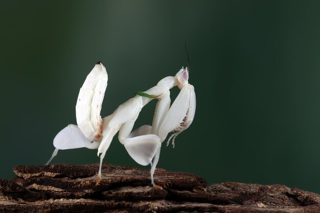 Beautiful orchid mantis closeup on branch closeup insect
