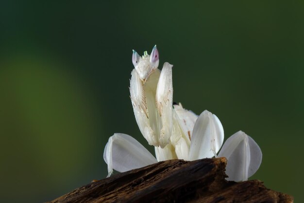 美しい蘭のカマキリのクローズアップ