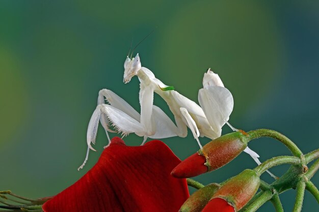 Beautiful orchid mantis on red flowers animal closeup