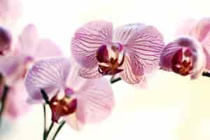 Free photo beautiful orchid