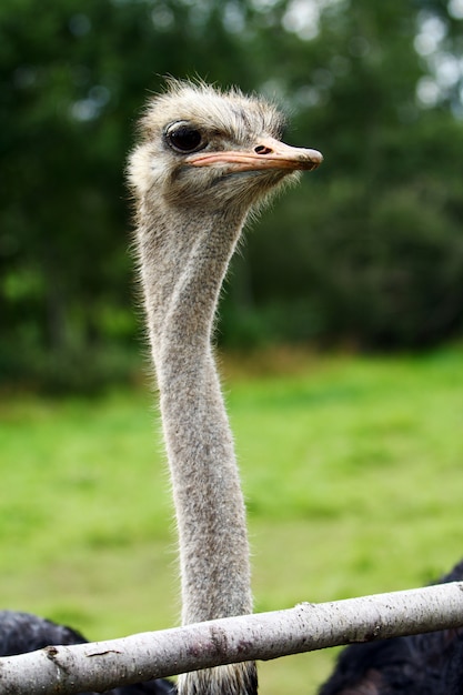 Beautiful ostrich