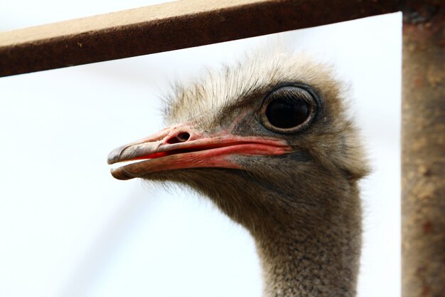 Beautiful ostrich