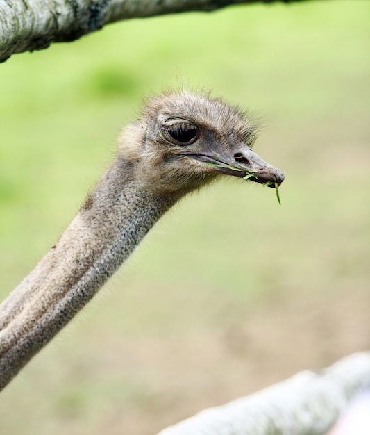 Free photo beautiful ostrich
