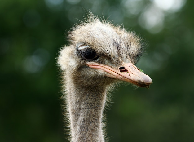 Free photo beautiful ostrich