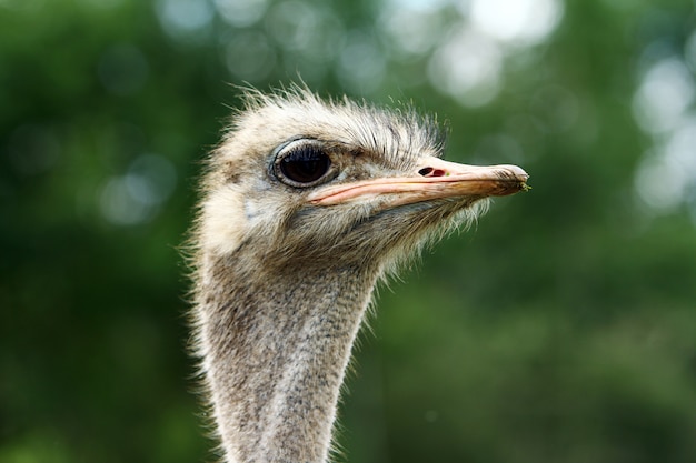 Beautiful ostrich