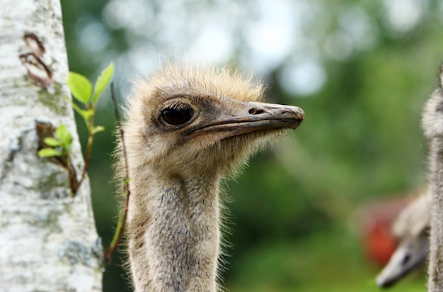 Beautiful ostrich