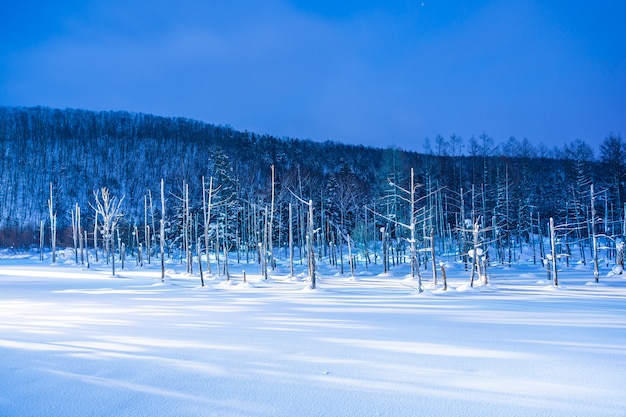 雪の冬の季節に光で夜の青い池川と美しい屋外の風景