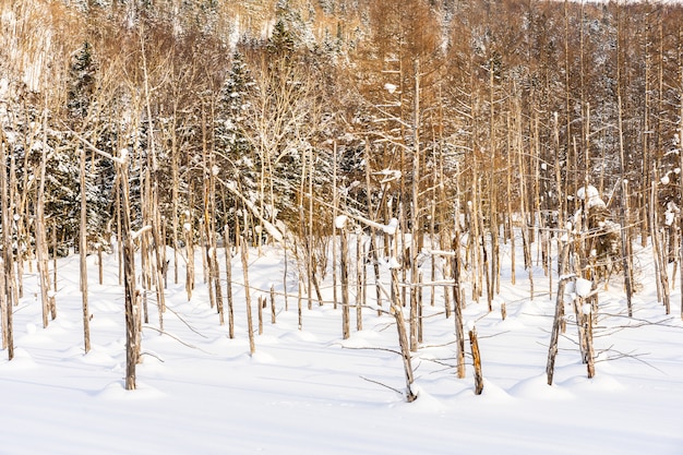 Beautiful outdoor nature landscape with blue pond tree branch in snow winter season