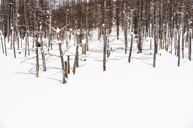 Beautiful outdoor nature landscape with blue pond tree branch in snow winter season