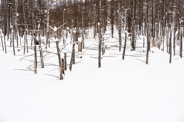 눈 겨울 시즌에 푸른 연못 나무 가지와 아름다운 야외 자연 풍경