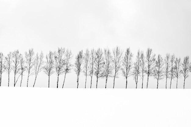 눈 겨울 시즌에 나뭇 가지의 그룹과 아름다운 야외 자연 풍경