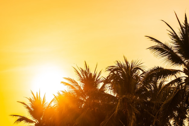 Красивая наружная природа с небом и закатом или восходом солнца вокруг кокосовой пальмы