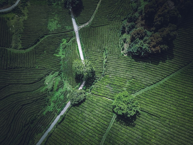 A beautiful overhead aerial shot of a green agricultural field