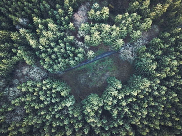 두꺼운 숲의 아름 다운 오버 헤드 항공 샷