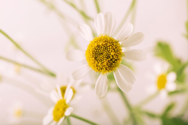 Beautiful oxeye daisy flower blooming in spring