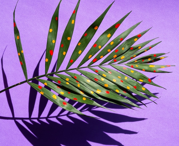 Free photo beautiful painted fern leaves concept with shadows