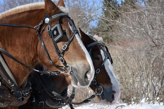 Красивая пара каштанового першерона пара лошадей зимой.