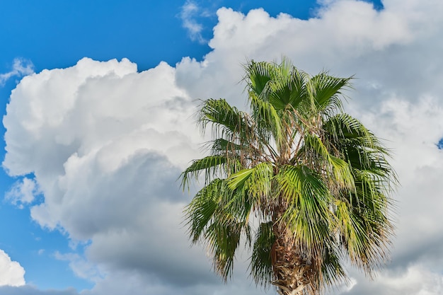 Beautiful palm tree against the background of cumulus clouds and a blue spring sky the idea of a wallpaper or background about nature