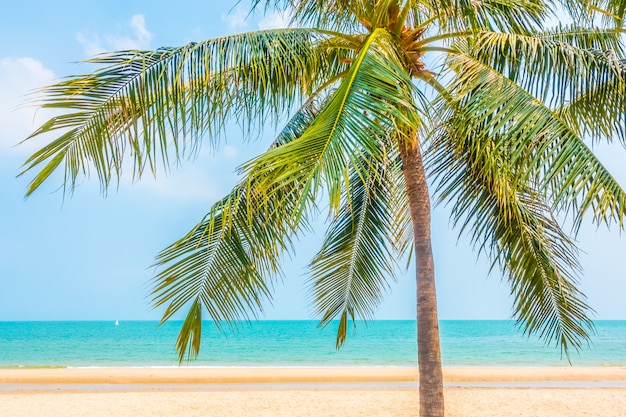 Beautiful palm tree on the beach