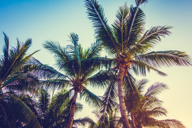 Beautiful palm tree on blue sky