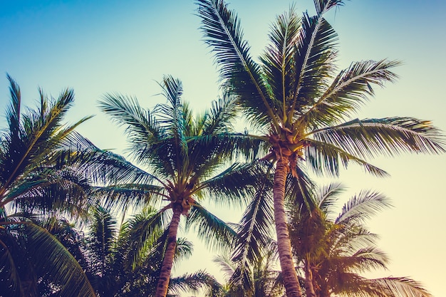 Beautiful palm tree on blue sky