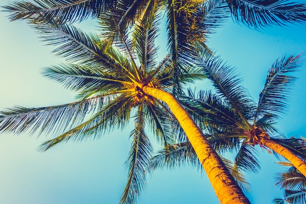 Free photo beautiful palm tree on blue sky