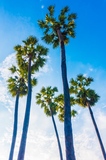 Beautiful palm tree on blue sky