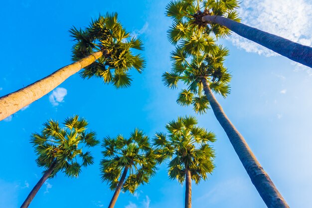 Beautiful palm tree on blue sky