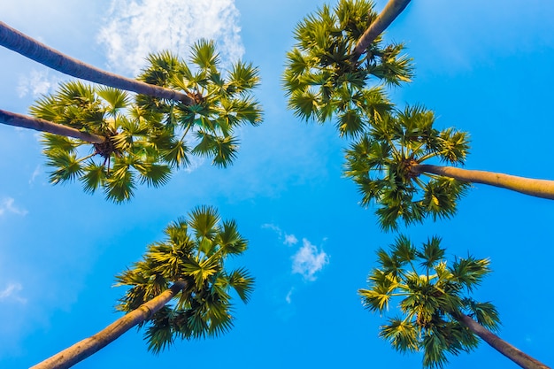 Красивая пальма на голубом небе
