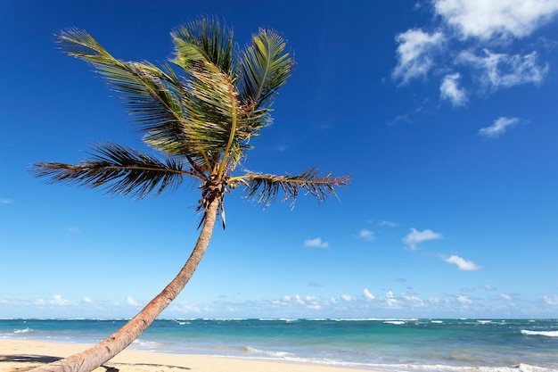 Красивая пальма на Карибском пляже летом