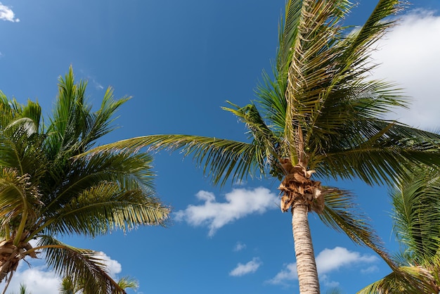 Free photo beautiful palm tree on a summer's day