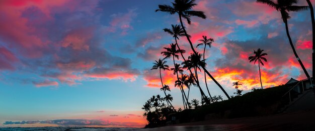 Beautiful panorama of tall palm trees and amazing breathtaking red and purple clouds in the sky