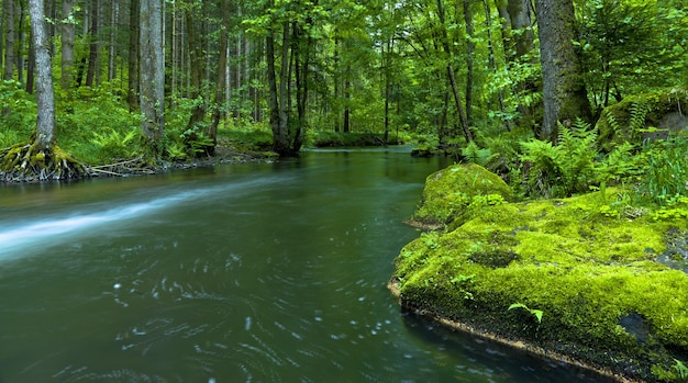 Beautiful panoramic shot of a river surrounded by tall trees in a forest