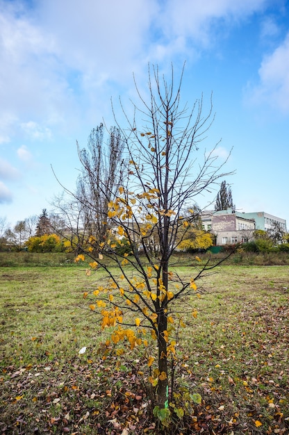 Beautiful park with colorful autumn  trees and dried leaves under a cloudy sky