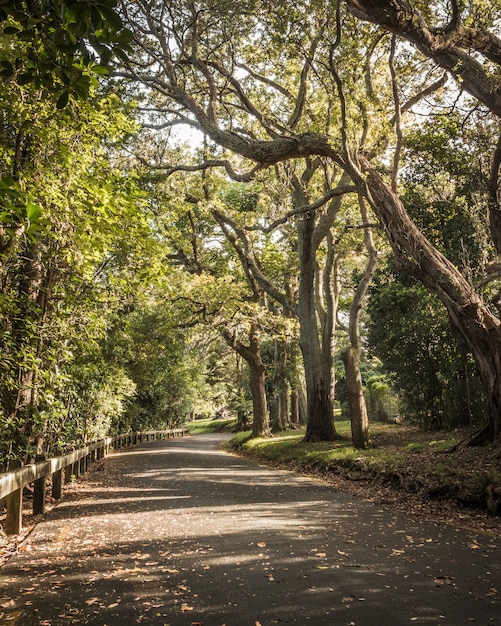 大きな木と曲がりくねった道と落ち葉のある緑の美しい公園