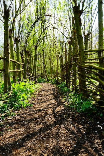 Beautiful path in the garden on a sunny day