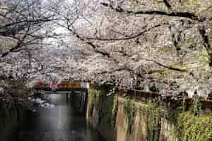 無料写真 日本の美しい桃の木の花