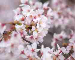 無料写真 日本の美しい桃の木の花