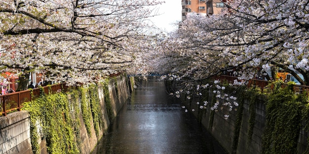 Beautiful peach tree blossom in japan